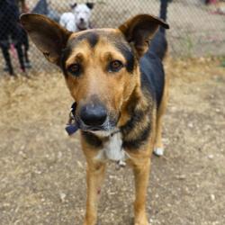 Shelter Stray Male Dog last seen Near BLOCK MERIDA ST, San Antonio, TX 78227