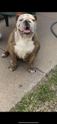 Lost Female Dog last seen Meadowbrook dr and Grandview, Fort Worth, TX 76103