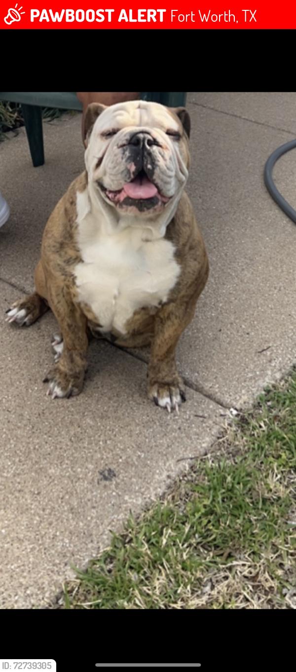 Lost Female Dog last seen Meadowbrook dr and Grandview, Fort Worth, TX 76103