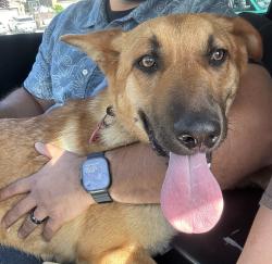 Found/Stray Female Dog last seen Morning drive and Kern Canyon Road, East Niles, CA 93306