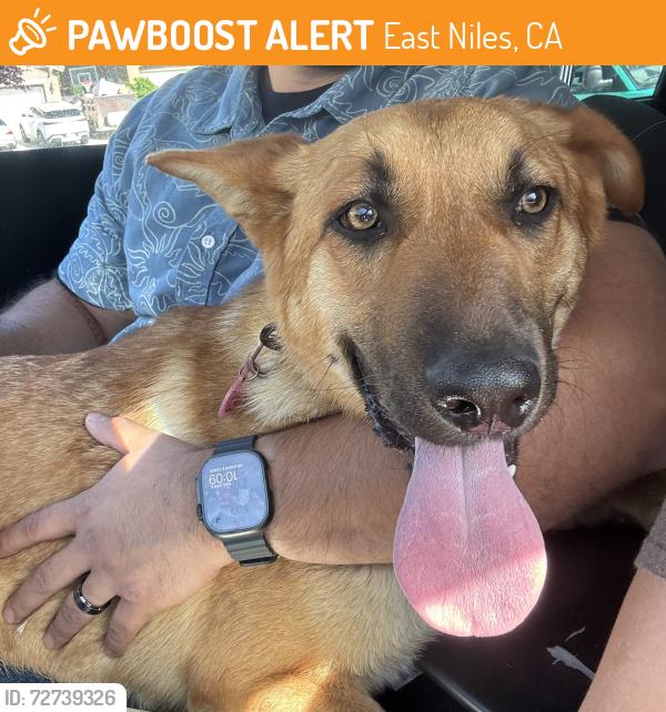Found/Stray Female Dog last seen Morning drive and Kern Canyon Road, East Niles, CA 93306