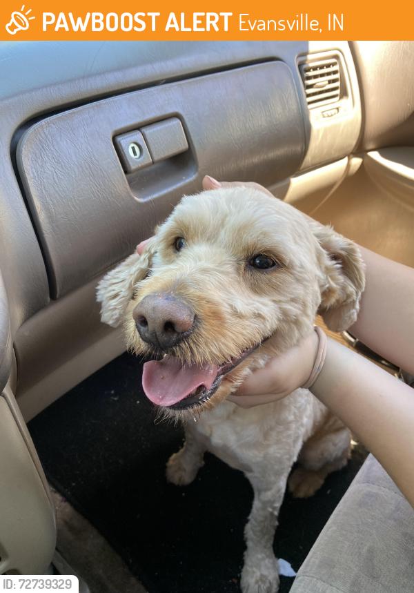 Found/Stray Male Dog last seen Washington Ave , Evansville, IN 47714