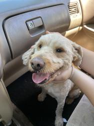 Found/Stray Male Dog last seen Washington Ave , Evansville, IN 47714