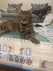 Lost Male Cat last seen 106th & Sheridan, Tulsa, OK 74009