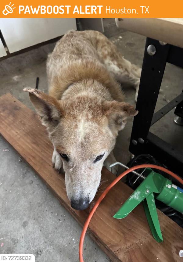Found/Stray Unknown Dog last seen Kensington pl off of Dixie Farm road., Houston, TX 77034