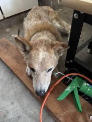 Found/Stray Unknown Dog last seen Kensington pl off of Dixie Farm road., Houston, TX 77034
