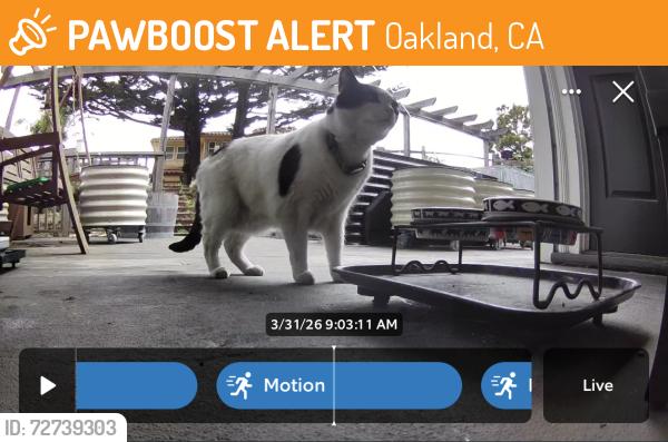 Found/Stray Male Cat last seen Broadway terrace and Ur ave, Oakland, CA 94611