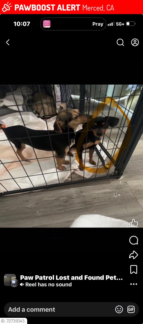 Lost Female Dog last seen Gerrard and C, Merced, CA 95341