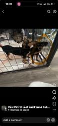 Lost Female Dog last seen Gerrard and C, Merced, CA 95341