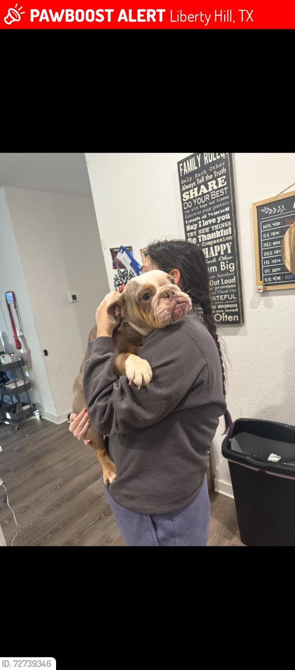 Lost Female Dog last seen Shawii pass, Liberty Hill, TX 78642