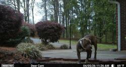 Found/Stray Male Dog last seen Kennedy rd , Trinity, NC 27370