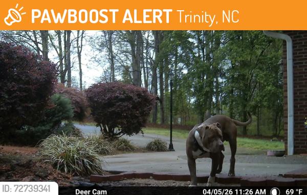 Found/Stray Male Dog last seen Kennedy rd , Trinity, NC 27370