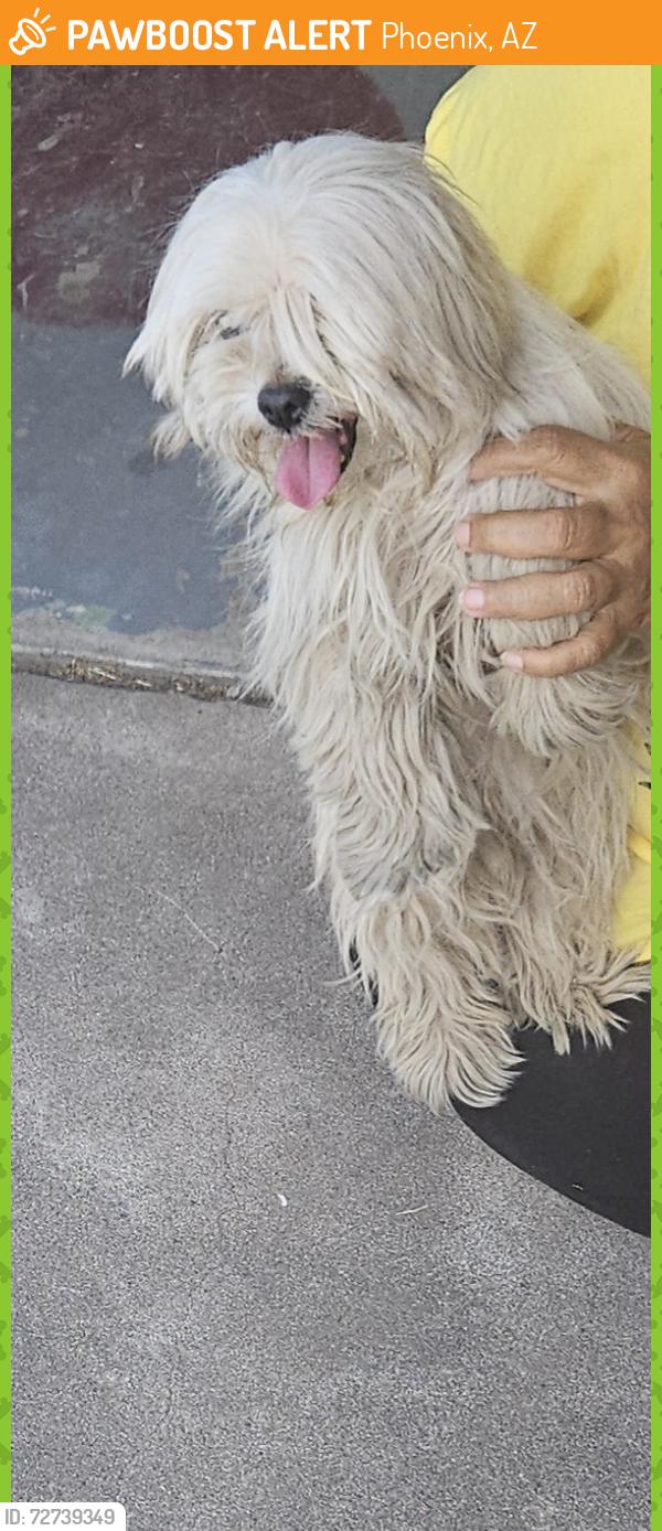 Found/Stray Female Dog last seen 35thave and Maryland , Phoenix, AZ 85019