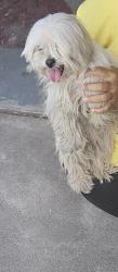 Found/Stray Female Dog last seen 35thave and Maryland , Phoenix, AZ 85019