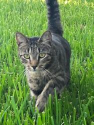 Lost Male Cat last seen SW 18th Ct, Pompano Beach, FL 33060