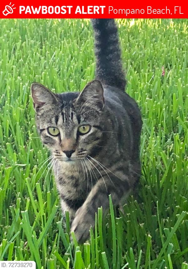 Lost Male Cat last seen SW 18th Ct, Pompano Beach, FL 33060