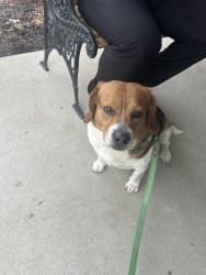 Found/Stray Male Dog last seen Stonecreek & Oxford Dr. , Pickerington, OH 43147