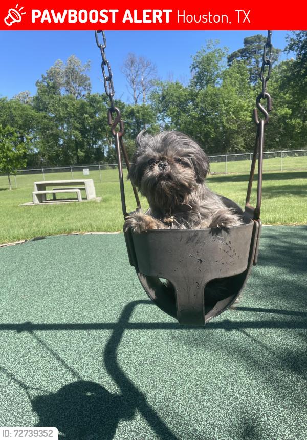 Lost Female Dog last seen Near Guadalupe st, Houston, TX 77016