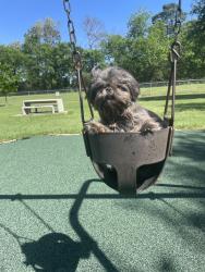 Lost Female Dog last seen Near Guadalupe st, Houston, TX 77016