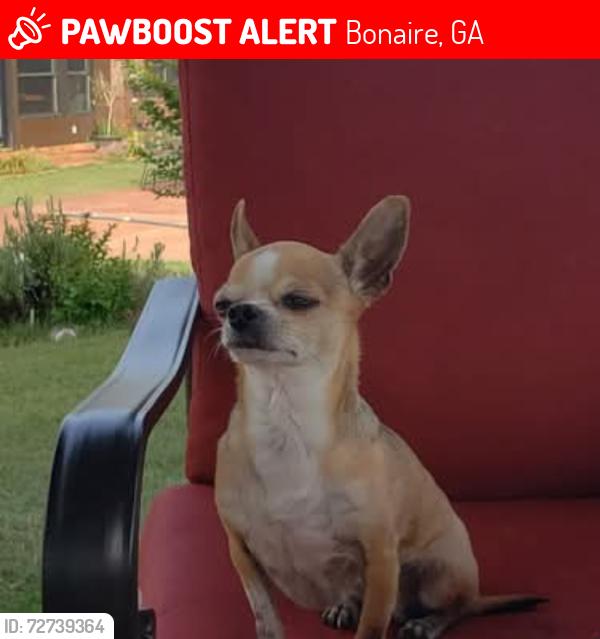 Lost Female Dog last seen Lake Placid and Moody rd, Bonaire, GA 31005