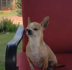 Lost Female Dog last seen Lake Placid and Moody rd, Bonaire, GA 31005