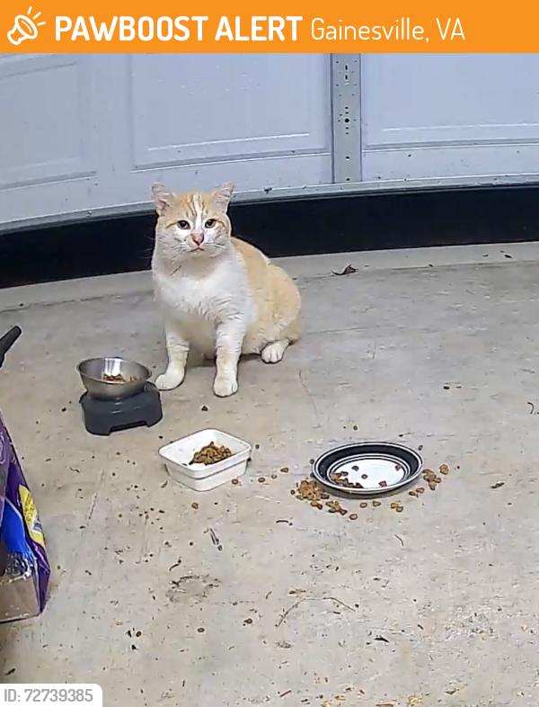 Found/Stray Unknown Cat last seen A new orange and white cat started coming to our grge slightly ajar with food kept in order to find my lost cat, Gainesville, VA 20155