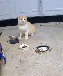 Found/Stray Unknown Cat last seen A new orange and white cat started coming to our grge slightly ajar with food kept in order to find my lost cat, Gainesville, VA 20155