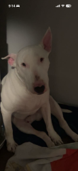 Lost Male Dog last seen 51st Peoria , Denver, CO 80239