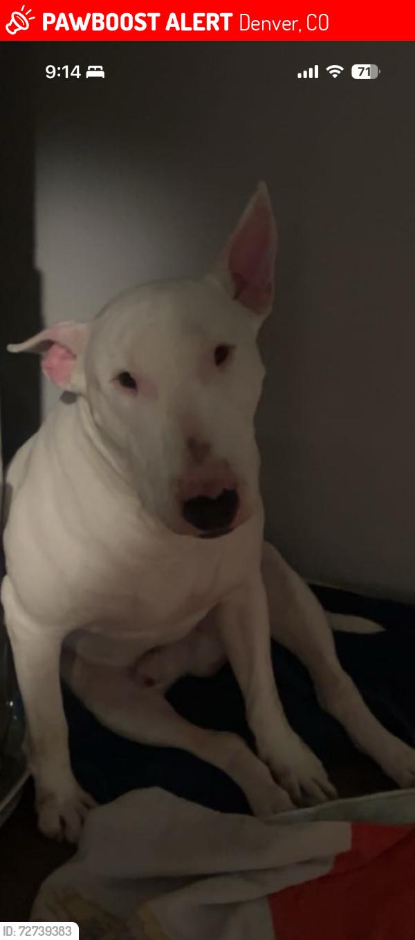 Lost Male Dog last seen 51st Peoria , Denver, CO 80239
