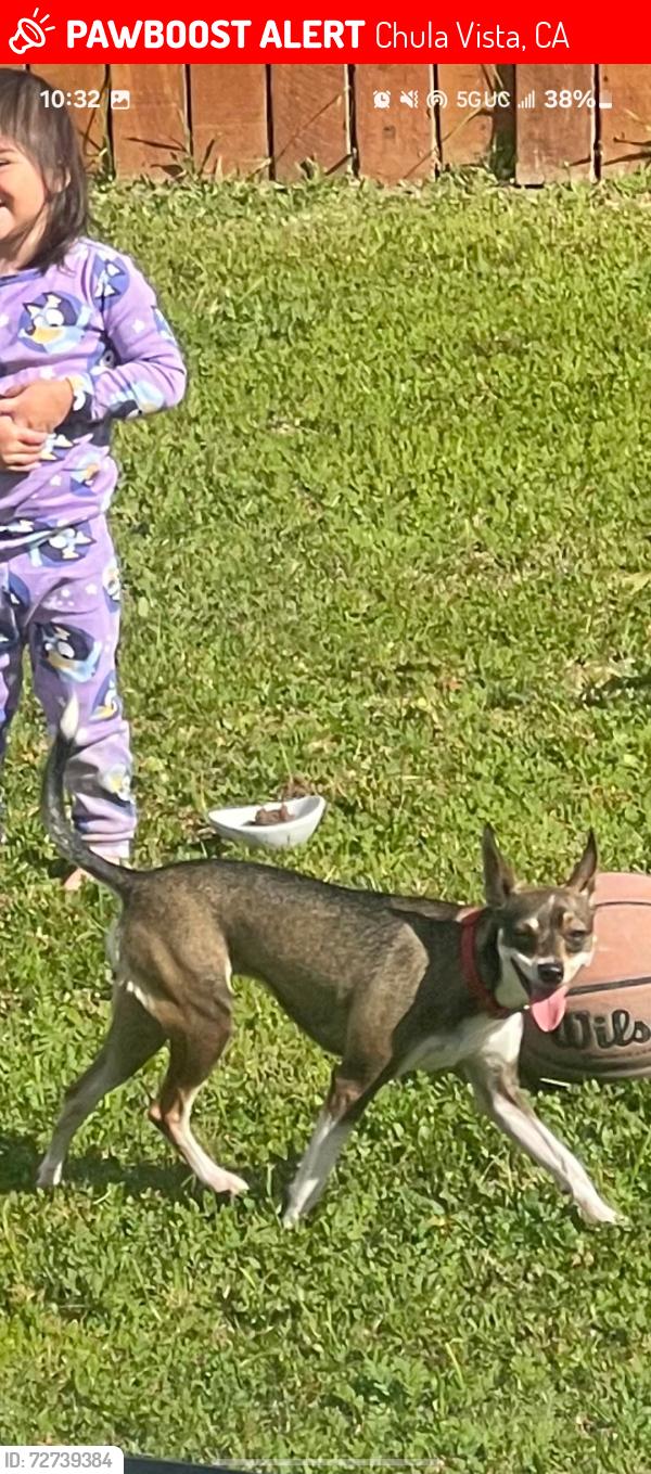 Lost Female Dog last seen Max Ave / Rivera Court, Chula Vista, CA 91911