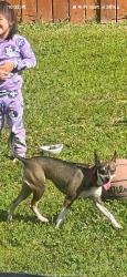 Lost Female Dog last seen Max Ave / Rivera Court, Chula Vista, CA 91911