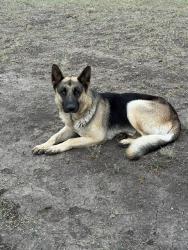 Found/Stray Male Dog last seen Haiwatha, San Antonio, TX 78210