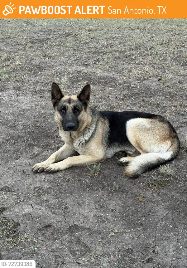 Found/Stray Male Dog last seen Haiwatha, San Antonio, TX 78210