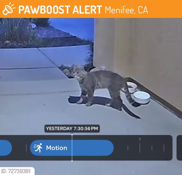 Found/Stray Unknown Cat last seen Saddle Ranch Place and Sabaton Circle , Menifee, CA 92587