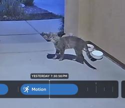 Found/Stray Unknown Cat last seen Saddle Ranch Place and Sabaton Circle , Menifee, CA 92587
