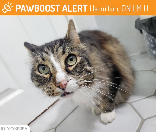 Found/Stray Unknown Cat last seen Gladstone , Hamilton, ON L8M 2H9
