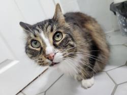 Found/Stray Unknown Cat last seen Gladstone , Hamilton, ON L8M 2H9
