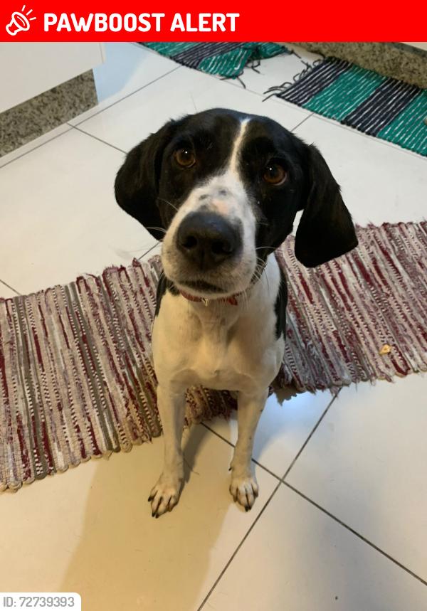 Lost Male Dog last seen Avenida Campanella, Cidade Antônio Estêvão de Carvalho, SP 08225-320