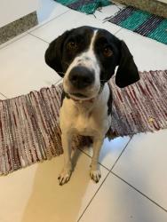 Lost Male Dog last seen Avenida Campanella, Cidade Antônio Estêvão de Carvalho, SP 08225-320