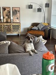 Lost Male Dog last seen Near Hawk Creek Drive, Frisco, TX 75034