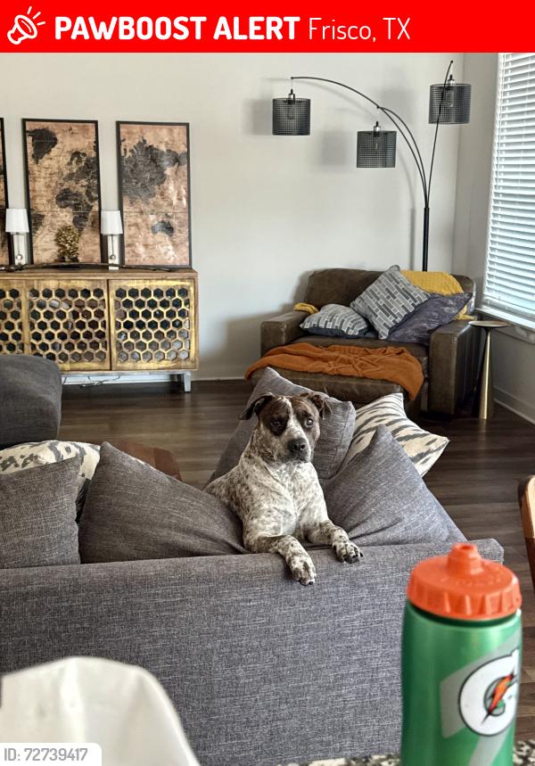 Lost Male Dog last seen Near Hawk Creek Drive, Frisco, TX 75034