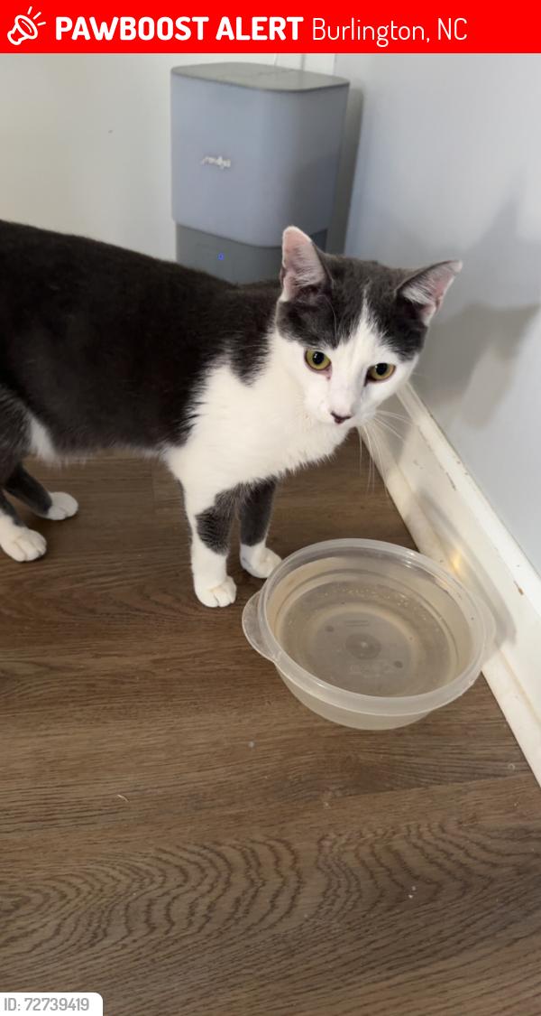Lost Male Cat last seen Foxfire neighborhood in Burlington, Burlington, NC 27217