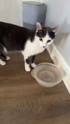 Lost Male Cat last seen Foxfire neighborhood in Burlington, Burlington, NC 27217