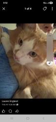 Lost Male Cat last seen Ute way in the Arbors , Antelope, CA 95843