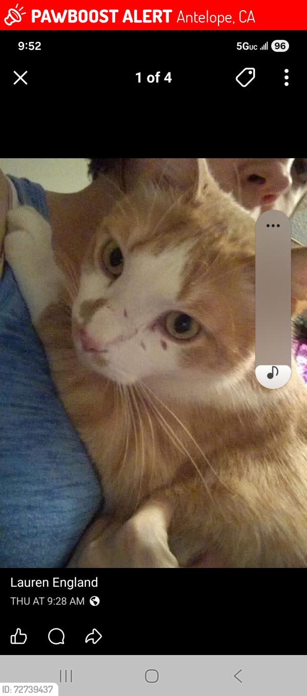 Lost Male Cat last seen Ute way in the Arbors , Antelope, CA 95843