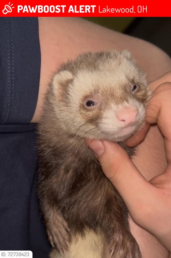 Lost Male Ferret last seen Clifton, Cove, Detroit, Thoreau, cove park, Beech st. , Lakewood, OH 44107
