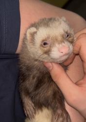 Lost Male Ferret last seen Clifton, Cove, Detroit, Thoreau, cove park, Beech st. , Lakewood, OH 44107
