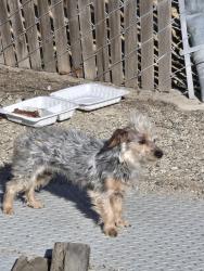 Found/Stray Unknown Dog last seen Fairfax and Paladino, Bakersfield, CA 93306