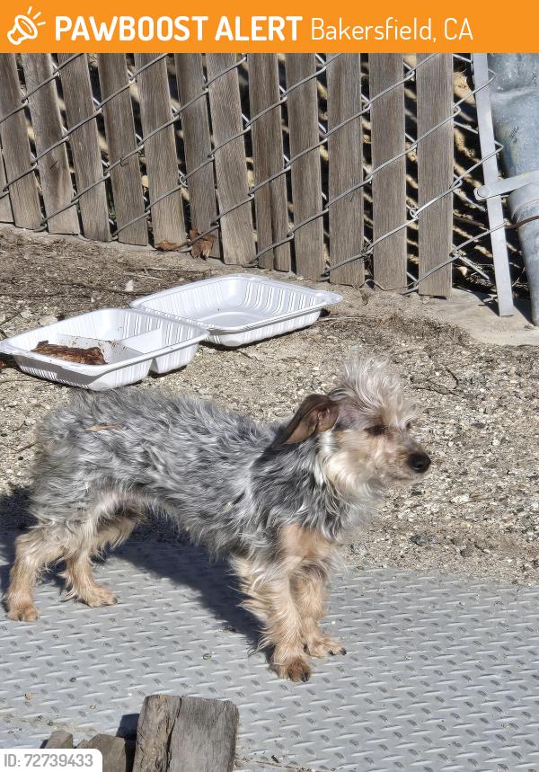 Found/Stray Unknown Dog last seen Fairfax and Paladino, Bakersfield, CA 93306