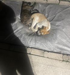 Found/Stray Female Dog last seen Praise court , Houston, TX 77048